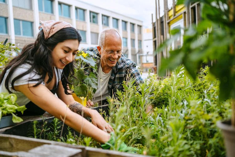 Vor der eigenen Haustür mehr zum Klimaschutz beitragen Frau und Mann gärtnern urban frisches grünes Gemüse in einem Hochbeet