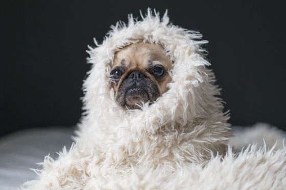 Wohlig warm mit Heizstrom für Wärmepumpe oder Nachtspeicher Mops Hund in warme, weiße Decke eingehüllt