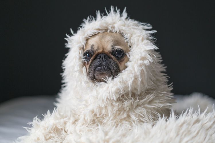 Wohlig warm mit Heizstrom für Wärmepumpe oder Nachtspeicher Mops Hund in warme, weiße Decke eingehüllt
