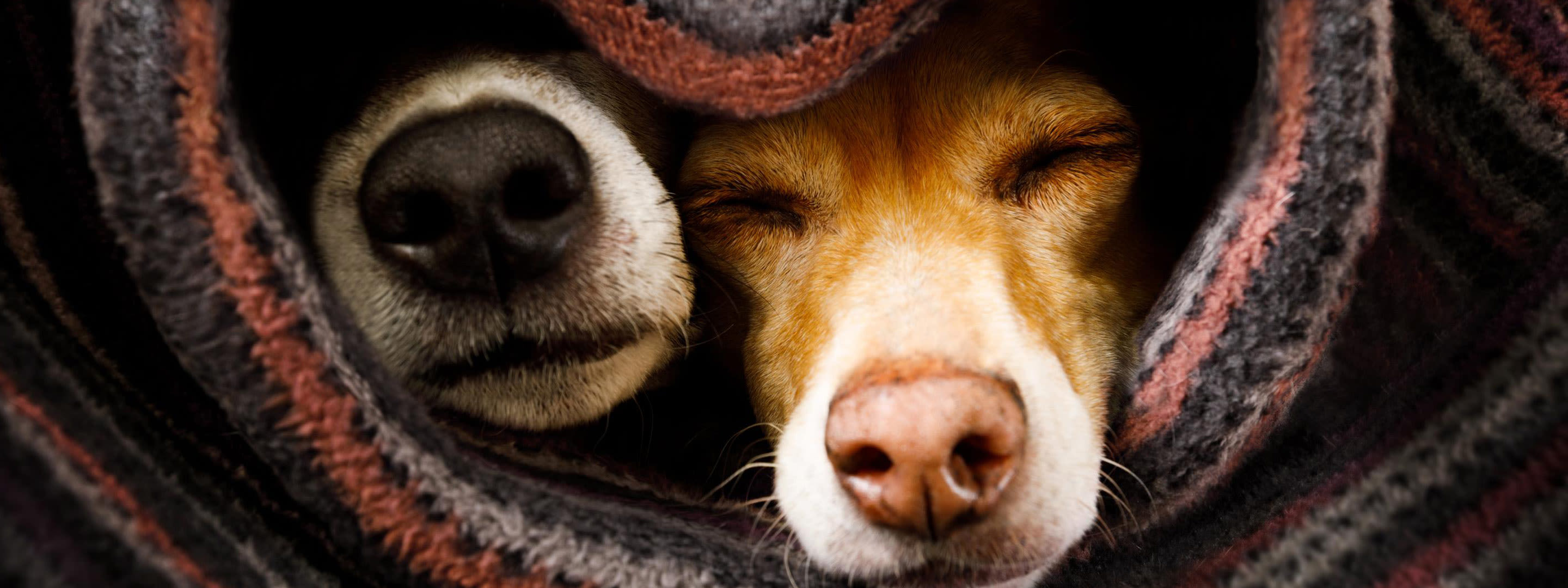 Zuhause mit der Nachtspeicherheizung und Strom heizen Zwei Hunde in eine herzförmige Decke gewickelt