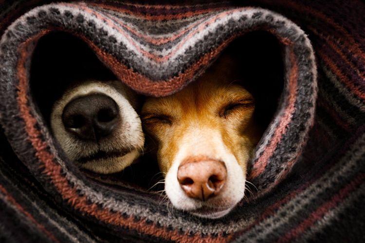 Mit Yello Wärmestrom günstiger zum warmen Zuhause Zwei Hunde liegen unter einer Decke