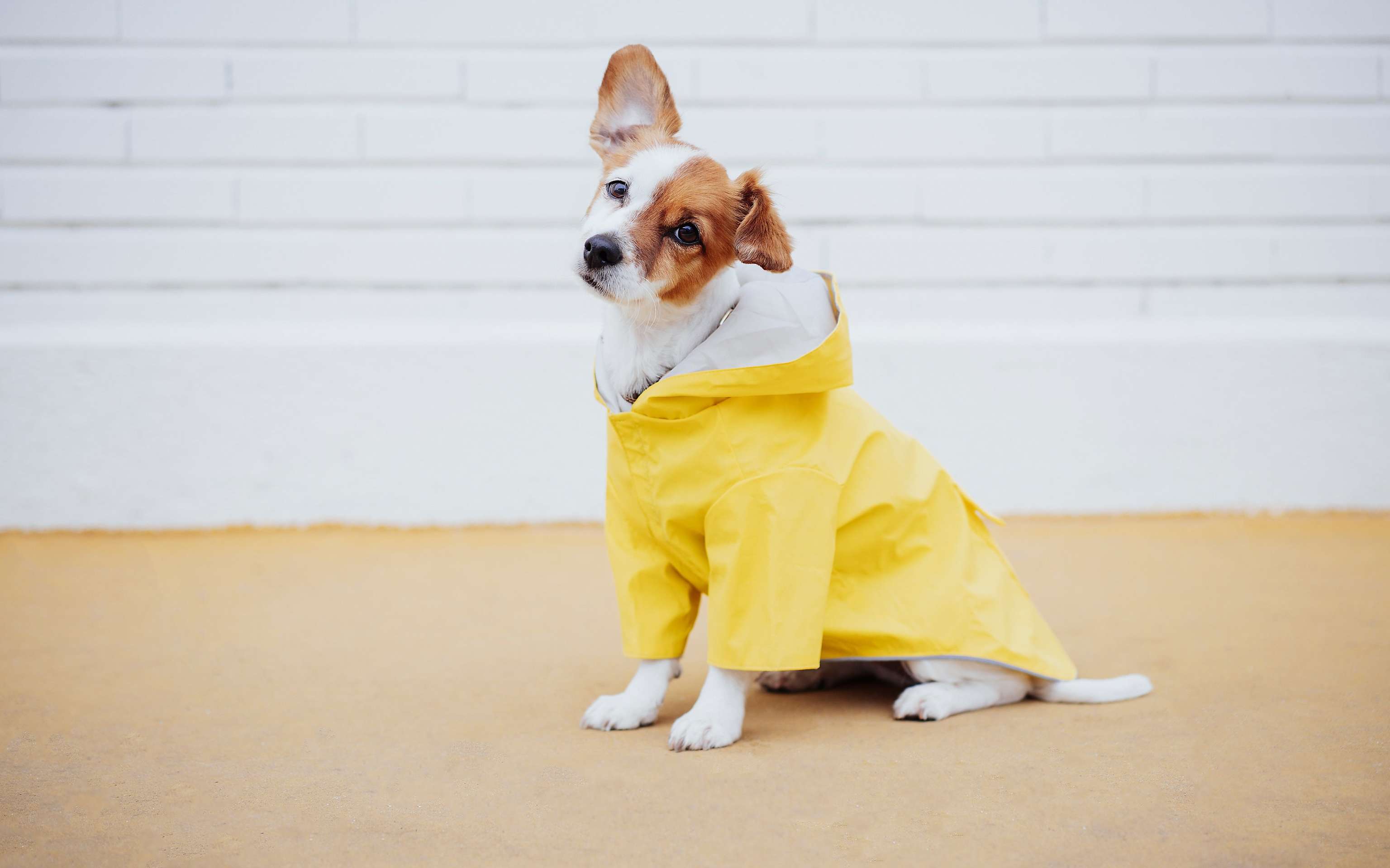 Ein Hund der traurig schaut mit einem gelbem Regenmantel Mops (Hund)