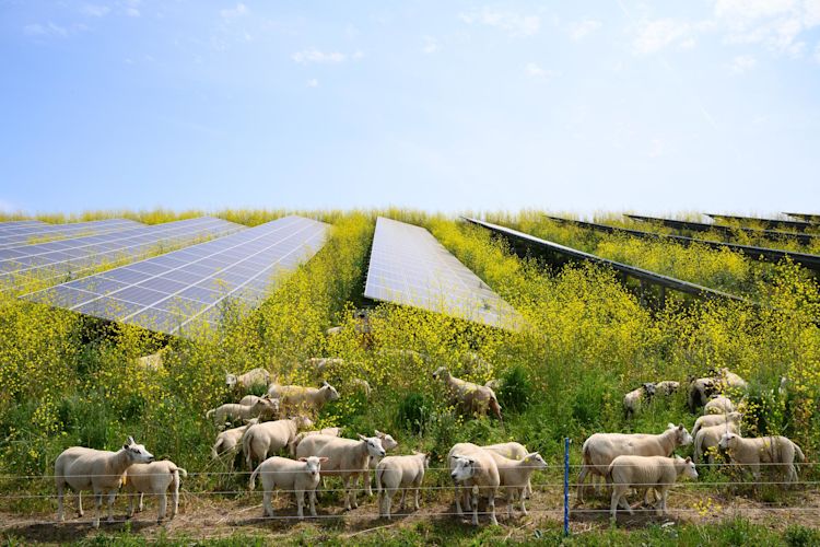 Schafe grasen auf einer Wiese vor Solarzellen.