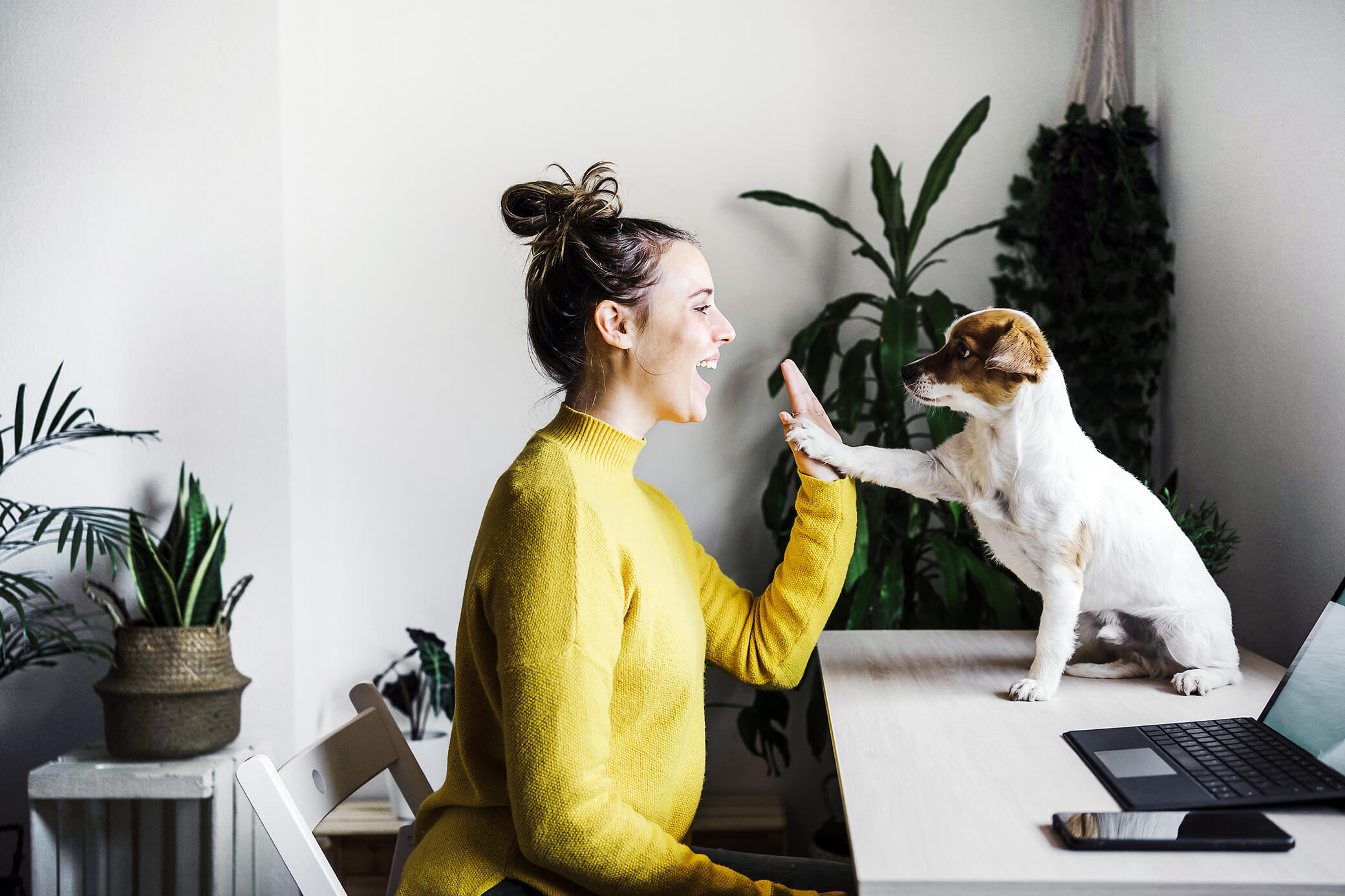 Frau am Schreibtisch mit Hund im Home-Office machen High Five