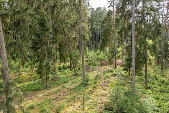 Den Klimabeitrag investieren wir in den Schutz von Wäldern Ein grüner Nadelbaumwald in Deutschland