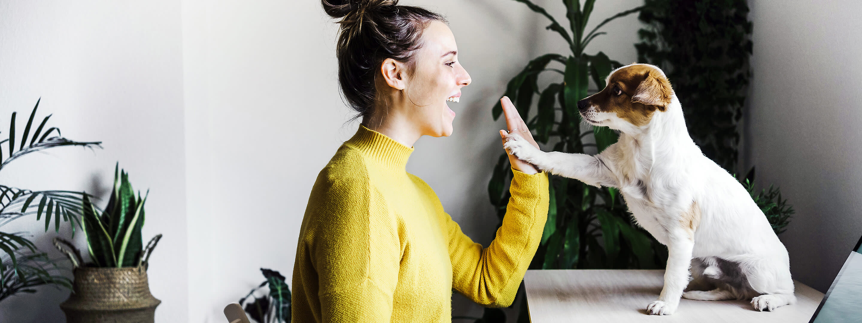 Mit 24 Stunden Lieferantenwechsel easy zum neuen Stromanbieter Frau am Schreibtisch mit Hund im Home-Office machen High Five