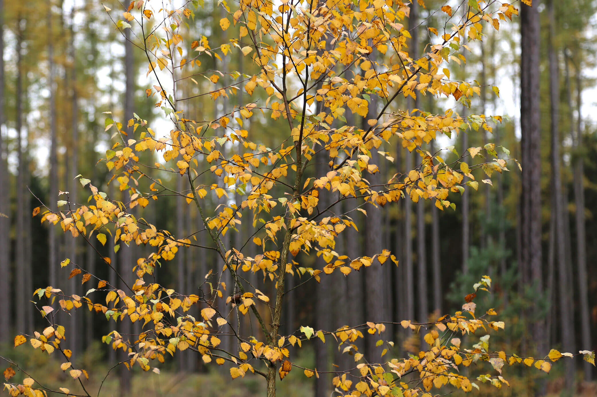 Herbstlicher Mischwald in Deutschland