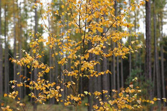 Mit dem Schutz von Wäldern kann mehr CO2 gespeichert werden Herbstlicher Mischwald in Deutschland