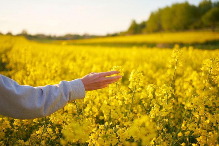 Eine Hand streift gelbe Rapsblumen beim Gehen durch ein Feld.