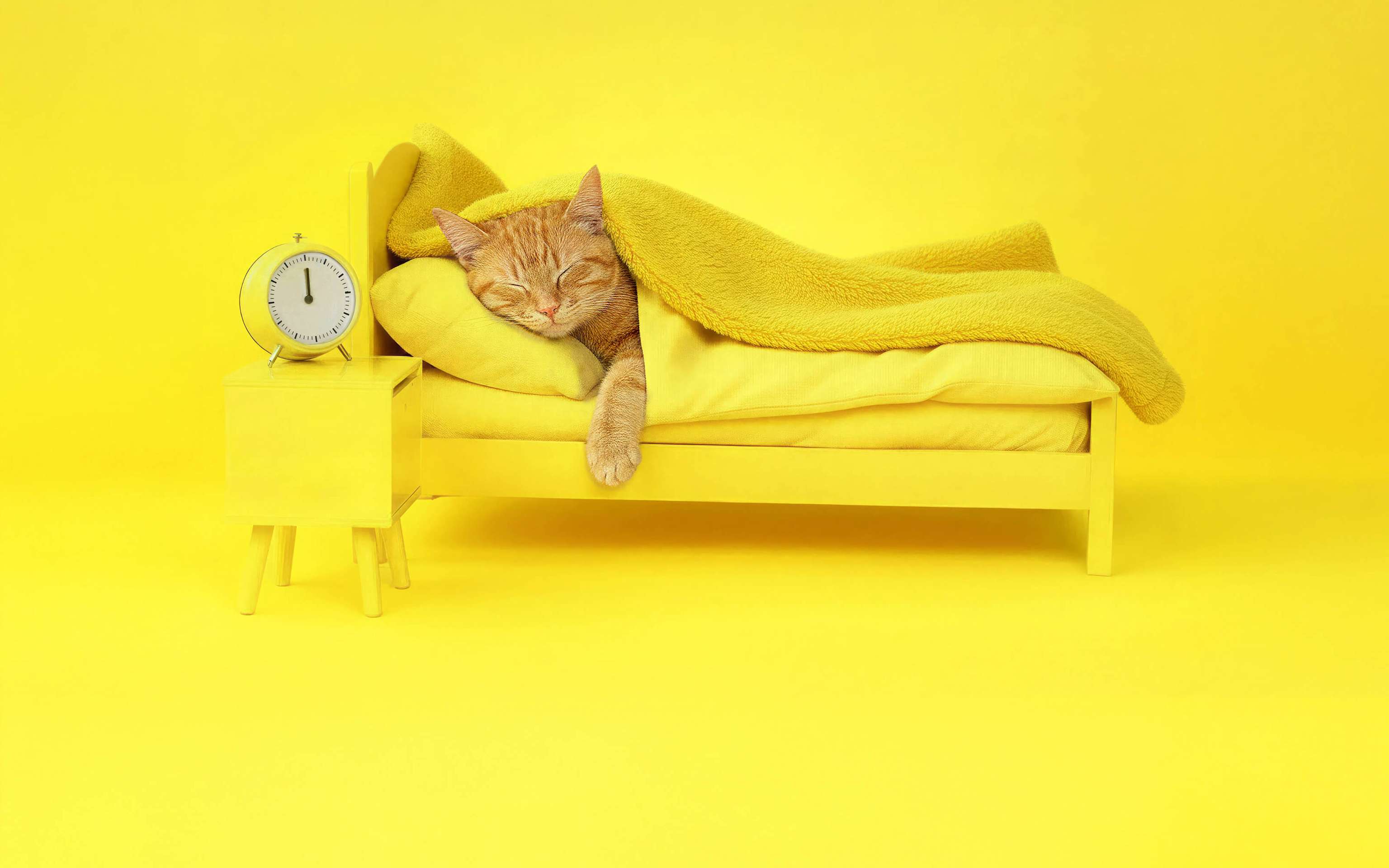 Eine schlafende Katze im Bett mit Wecker daneben - KI generiert Eine schlafende Katze im Bett mit Wecker daneben - KI generiert