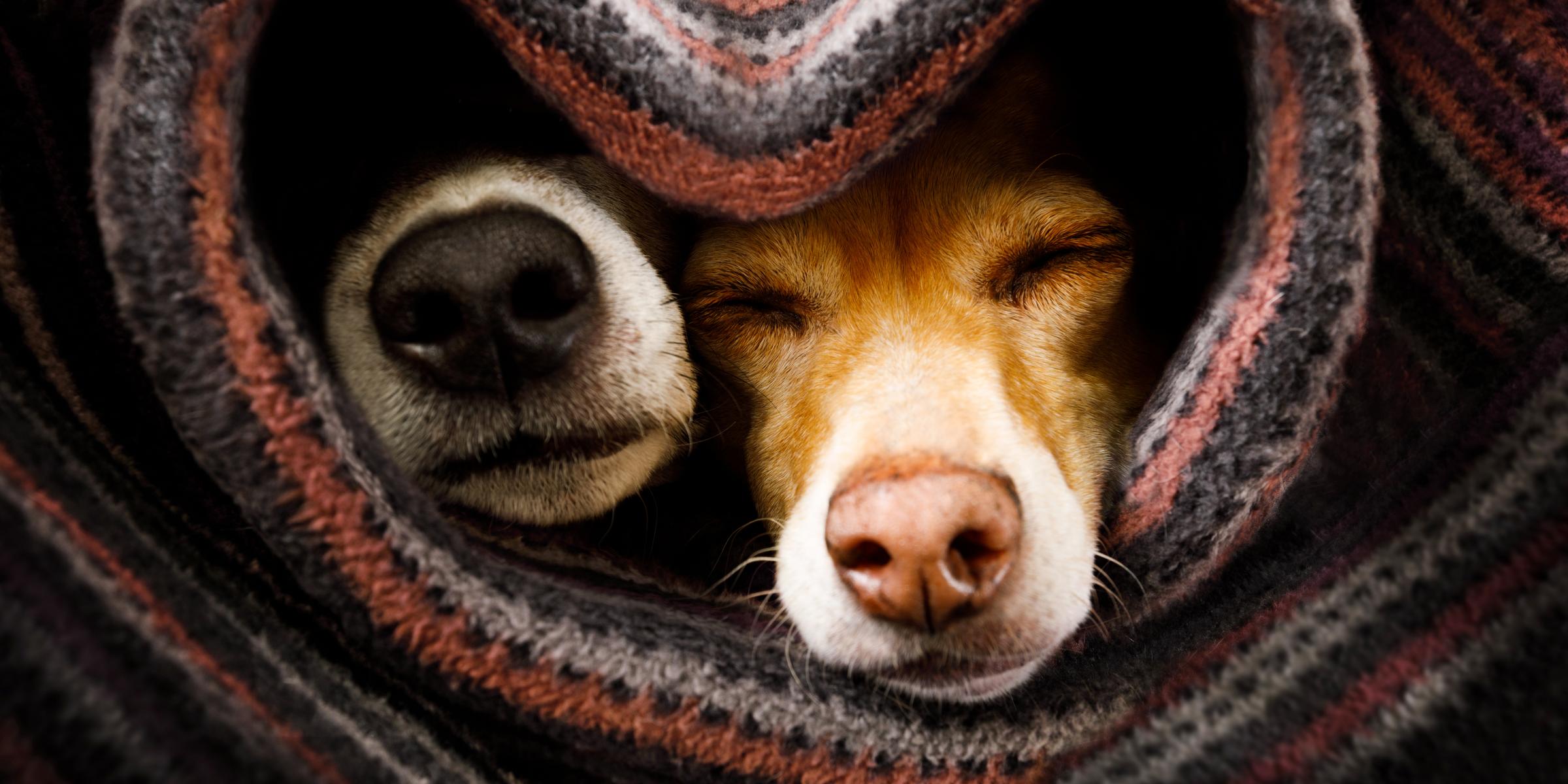 Zwei Hunde in eine herzförmige Decke gewickelt