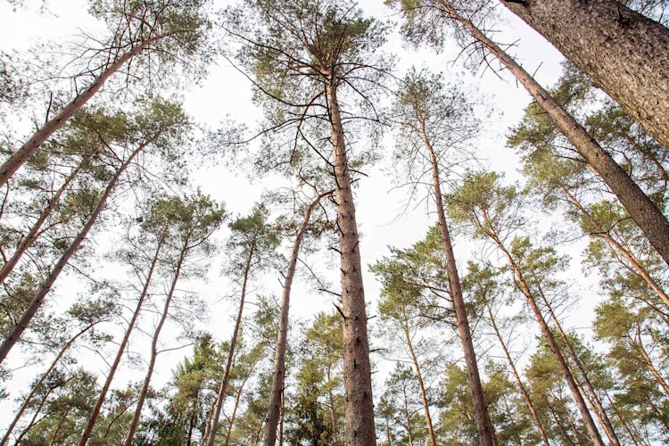 Gesunde Wälder sind ein wichtiger Beitrag zum Klimaschutz Nadelwald in Deutschland von unten fotografiert