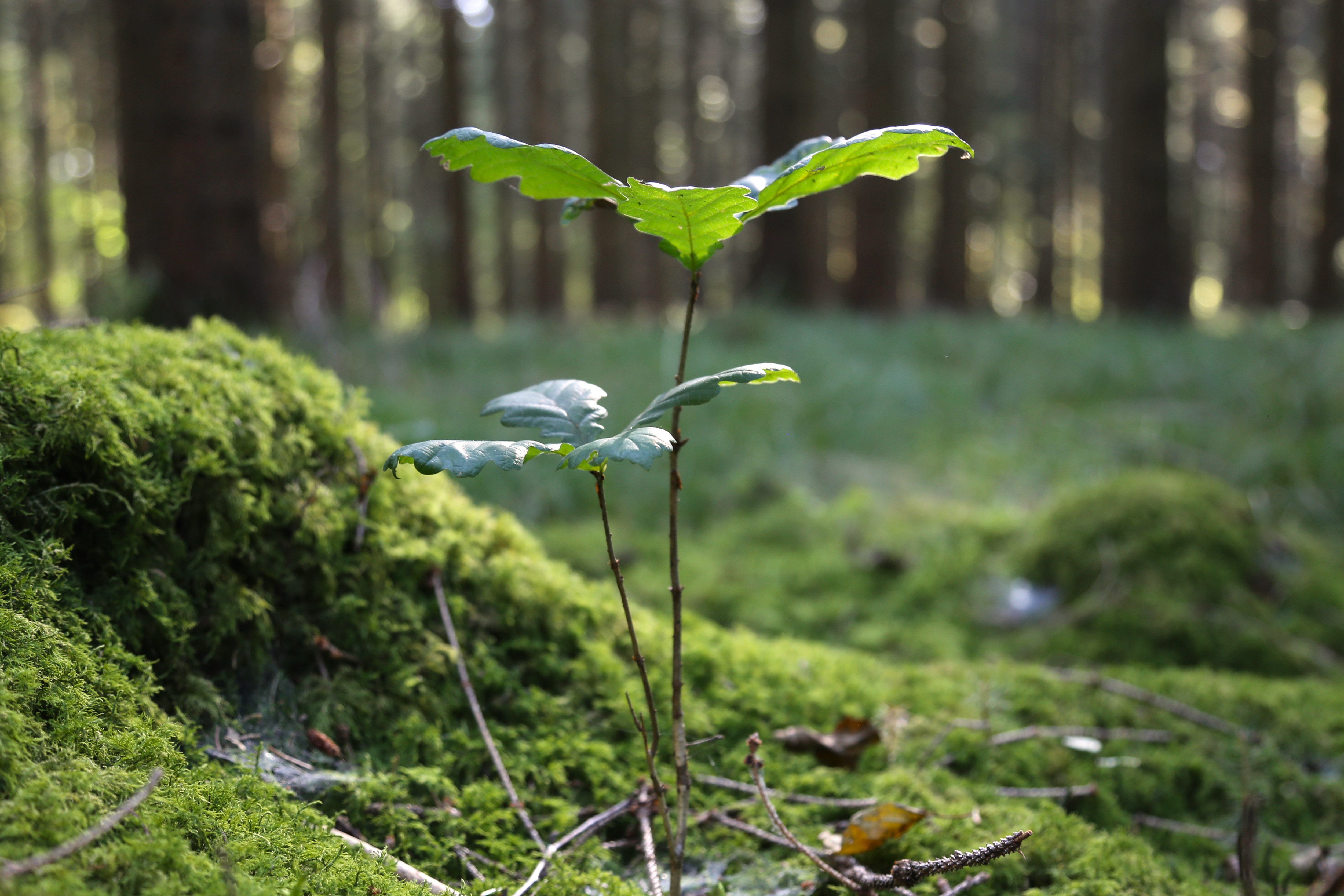 Kleines grünes Bäumchen im Wald zwischen Moos und Zweigen, hohe Bäume und sanftes Sonnenlicht im Hintergrund.