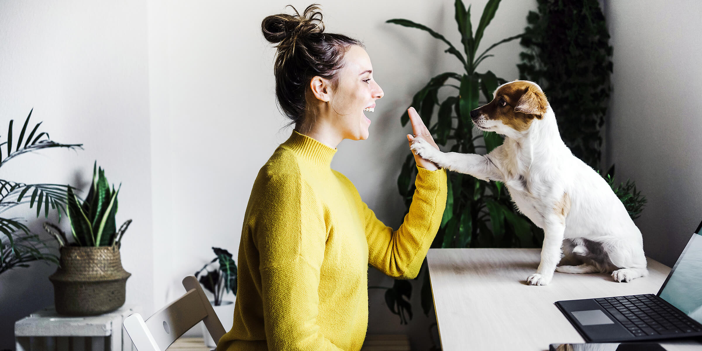 Frau am Schreibtisch mit Hund im Home-Office machen High Five